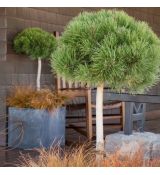 Pinus mugo ´Mughus´ na kmienku