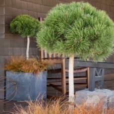 Pinus mugo ´Mughus´ na kmienku