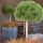 Pinus mugo ´Mughus´ na kmienku