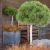 Pinus mugo ´Mughus´ na kmienku
