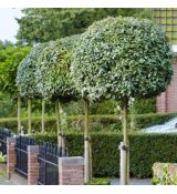 Elaeagnus x ebbingei na kmienku