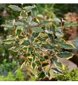 Elaeagnus x ebbingei ´Viveleg´®