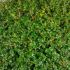 Ligustrum jonandrum na kmienku