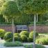 Ligustrum jonandrum na kmienku