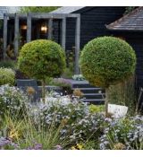 Ligustrum jonandrum na kmienku