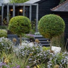 Ligustrum jonandrum na kmienku