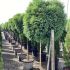 Cryptomeria japonica ´Globosa Nana´ na kmienku