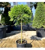Cryptomeria japonica ´Globosa Nana´ na kmienku