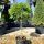 Cryptomeria japonica ´Globosa Nana´ na kmienku