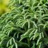 Cryptomeria japonica ´Globosa Nana´