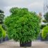 Cryptomeria japonica ´Globosa Nana´
