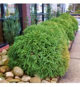 Cryptomeria japonica ´Globosa Nana´