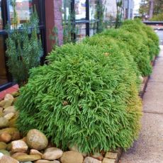 Cryptomeria japonica ´Globosa Nana´