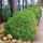 Cryptomeria japonica ´Globosa Nana´