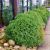 Cryptomeria japonica ´Globosa Nana´