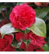 Camellia japonica ´Dr. Burnside´