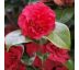 Camellia japonica ´Dr. Burnside´ 9L / výška 35-50 cm