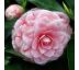 Camellia japonica ´Bonomiana´ 9x9 / výška 20-30 cm