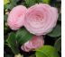 Camellia japonica ´Pearl Maxwell´ 9L / výška 35-50 cm