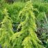 Cedrus deodara 'Golden Horizon'