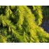 Cedrus deodara 'Golden Horizon'