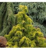 Cedrus deodara 'Golden Horizon'