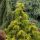 Cedrus deodara 'Golden Horizon'