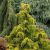 Cedrus deodara 'Golden Horizon'
