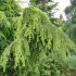Cedrus deodara ´Pendula´ na kmienku