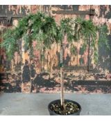 Cedrus deodara ´Pendula´ na kmienku