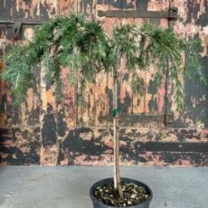 Cedrus deodara ´Pendula´ na kmienku