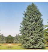Cedrus libani ´Fastigiata´