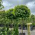 Liquidambar styraciflua ´Gum Ball´