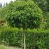 Liquidambar styraciflua ´Gum Ball´