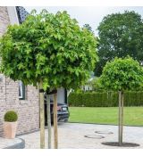 Liquidambar styraciflua ´Gum Ball´