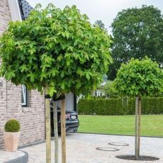 Liquidambar styraciflua ´Gum Ball´