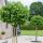Liquidambar styraciflua ´Gum Ball´