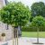 Liquidambar styraciflua ´Gum Ball´