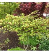 Acer palmatum ´Tsuma Gaki´