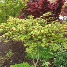 Acer palmatum ´Tsuma Gaki´