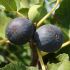 Ficus carica ´BROGIOTTO NERO´ na kmienku