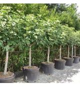 Ficus carica ´BROGIOTTO NERO´ na kmienku