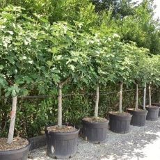 Ficus carica ´BROGIOTTO NERO´ na kmienku