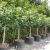 Ficus carica ´BROGIOTTO NERO´ na kmienku