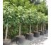 Ficus carica ´BROGIOTTO NERO´ na kmienku 9L / KM 80-90cm