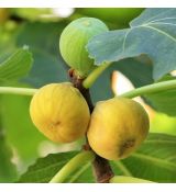 Ficus carica ´DOTTATO´ na kmienku