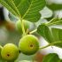 Ficus carica ´DOTTATO´ na kmienku