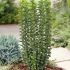 Euonymus japonicus ´Benkomasaki´