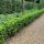 Euonymus japonicus ´Benkomasaki´