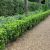 Euonymus japonicus ´Benkomasaki´